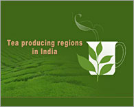 PPT template Tea production in India